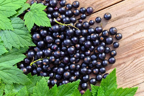 Svarta vinbär, mogna bär och gröna blad — Stockfoto
