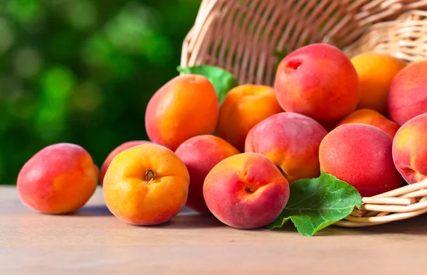 Korb mit reifen Aprikosen — Stockfoto