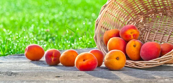 Reife Aprikosen im Garten — Stockfoto