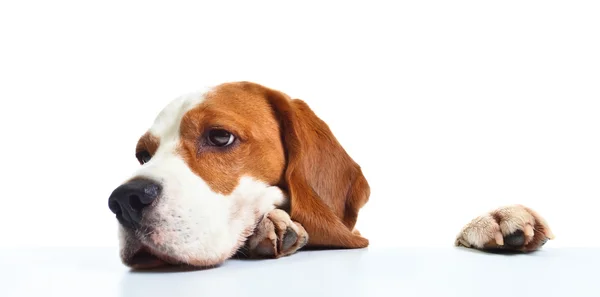 Beagle κεφάλι απομονωθεί σε λευκό — Φωτογραφία Αρχείου