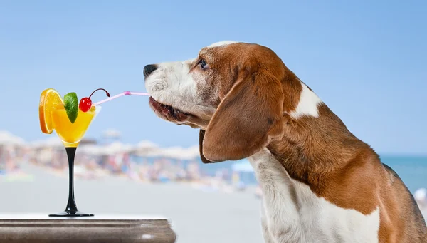 狗与鸡尾酒在酒吧的海滩上 — 图库照片