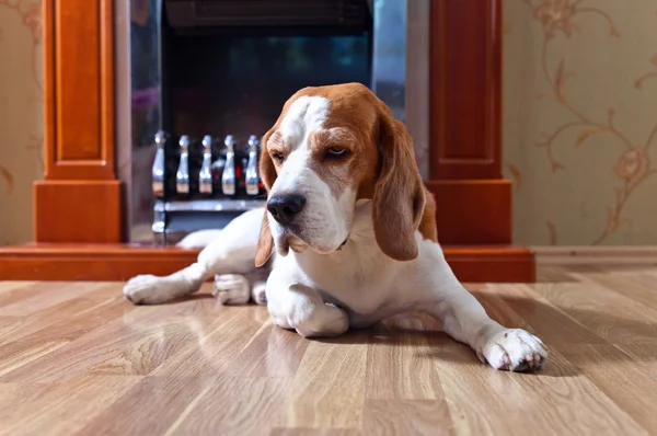 Perro en piso de madera — Foto de Stock