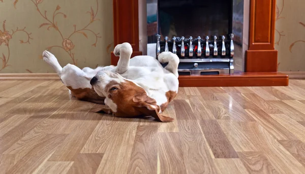 Dog on wooden floor — Stock Photo, Image