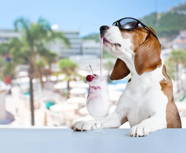 Dog with cocktail in the bar at the resort — Stock Photo, Image