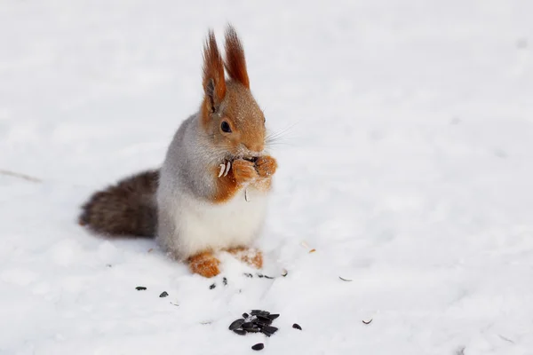 Veverka, jíst v zimě — Stock fotografie