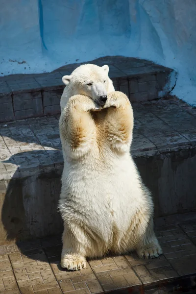 Polar Bear poses in een dierentuin Stockafbeelding