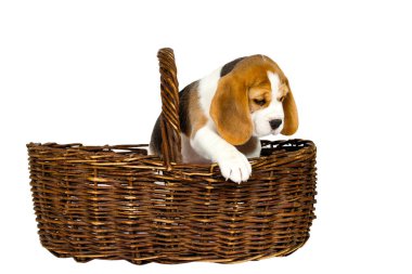 Safkan köpek yavrusu Beagle stüdyoda beyaz bir arka planda hasır bir sepetten çıkar..
