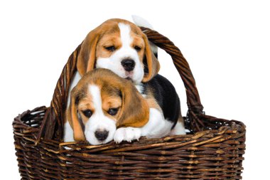 Beagle köpeğinin iki safkan yavrusu oynaşıyor ve stüdyoda beyaz bir arka planda oynuyorlar..