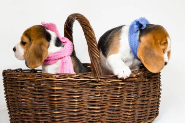 Beagle köpek cinsinin iki safkan yavrusu sepetteki mavi ve pembe eşarplar içinde stüdyoda beyaz bir arka planda oturup oynuyorlar..