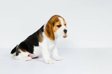 Stüdyoda beyaz bir arka planda safkan köpek yavrusu..