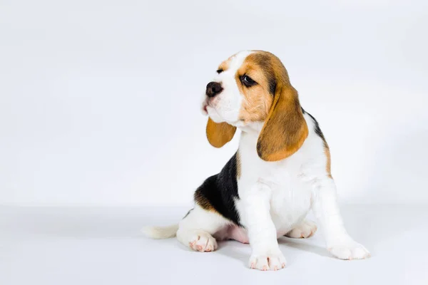 Puppy Beagle Sobre Fondo Blanco — Foto de Stock
