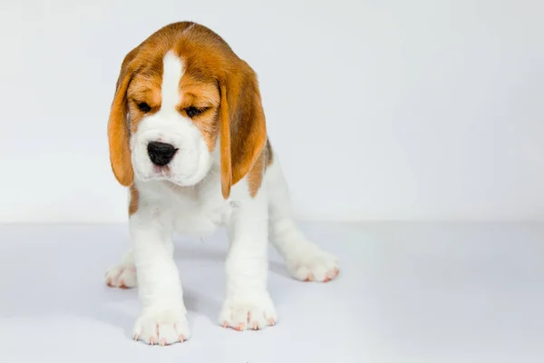 Cachorro Raza Pura Perro Beagle Criado Sobre Fondo Blanco Estudio — Foto de Stock