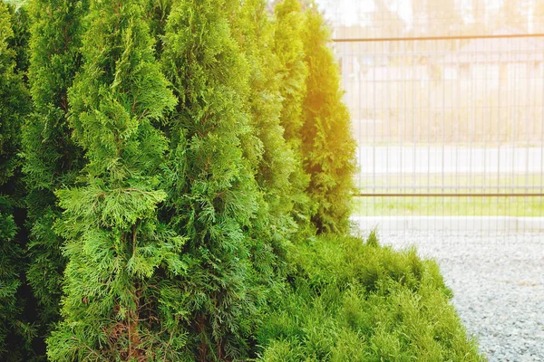 Zaailingen Van Thuja Cipres Groene Sierplanten Voor Landschapsarchitectuur Koop Buiten — Stockfoto