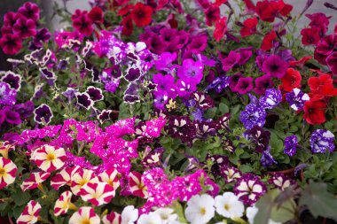 Tencerelerde çok renkli çiçek açan petunyalar..