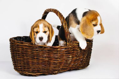 Beagle köpeğinin iki safkan yavrusu oynaşıyor ve stüdyoda beyaz bir arka planda oynuyorlar..