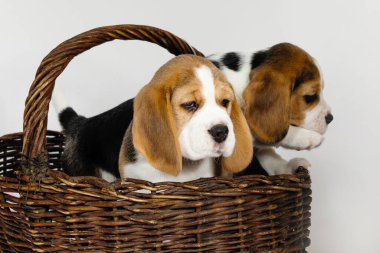 Beagle köpeğinin iki safkan yavrusu oynaşıyor ve stüdyoda beyaz bir arka planda oynuyorlar..