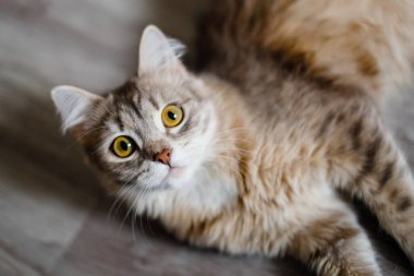 Gri tüylü kedi yerde yatıyor. Baş ve ön ayaklar, delici sarı gözler..