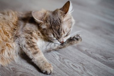 Gri tüylü kedi yerde yatıyor..