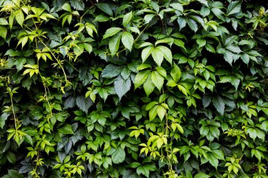 Bakire sarmaşığın dokusu, arka planı. Yeşil yaprakların çiti. Partenocissus quinquefolia.