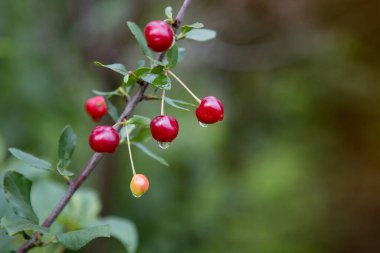 Çalı dalında kirazlı olgun böğürtlenler. Seçici odaklanma. Bulanık arkaplan.