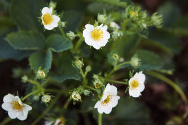 Topraktan bir yatakta çiçek açan çilek çalısı. Sarı çekirdekli beyaz çiçekler. Seçici odaklanma. Bulanık arkaplan. Yakın plan..