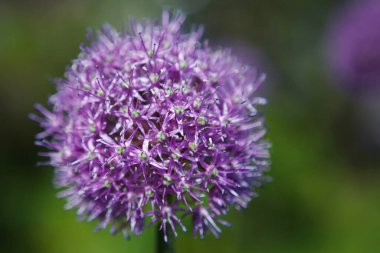 Çiçekli Allison, manzara tasarımı için dekoratif bitki. Seçici odaklanma. Bulanık arkaplan.