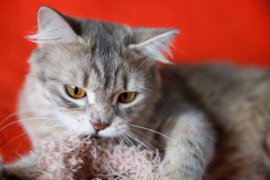 Kırmızı arka planda sarı gözlü sevimli gri tüylü kedi, oturur ve yan tarafa bakar..