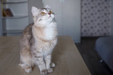 Gri tüylü kedi, sarı gözlü sevimli bir hayvan masaya oturur ve yukarı bakar. Yan görüş. Seçici odaklanma. Bulanık arkaplan.