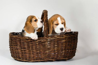 Beagle köpeğinin iki safkan yavrusu oynaşıyor ve stüdyoda beyaz bir arka planda oynuyorlar..