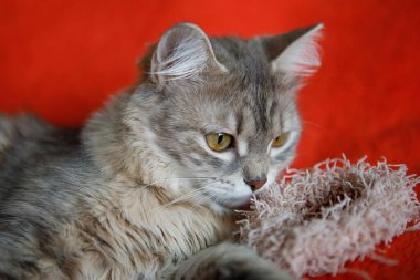 Kırmızı arka planda sarı gözlü sevimli gri tüylü kedi, oturur ve yan tarafa bakar..
