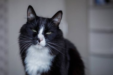 Siyah ve beyaz kedi, yeşil gözlü sevimli bir evcil hayvan oturuyor, şaşı, memnun ve iyi beslenmiş. Seçici odaklanma. Bulanık arkaplan.