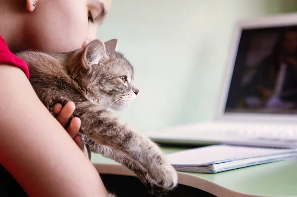Дівчинка Підліток Вивчає Онлайн Вдома Ноутбуком Кішкою Під Час Епідемії — стокове фото