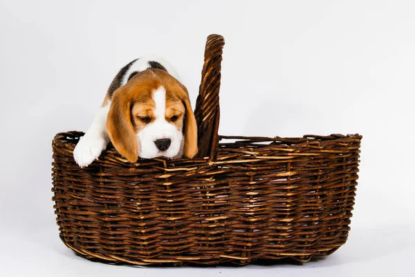 Purebred Puppy Beagle Dogs Climbs Out Wicker Basket White Background — Stock Photo, Image