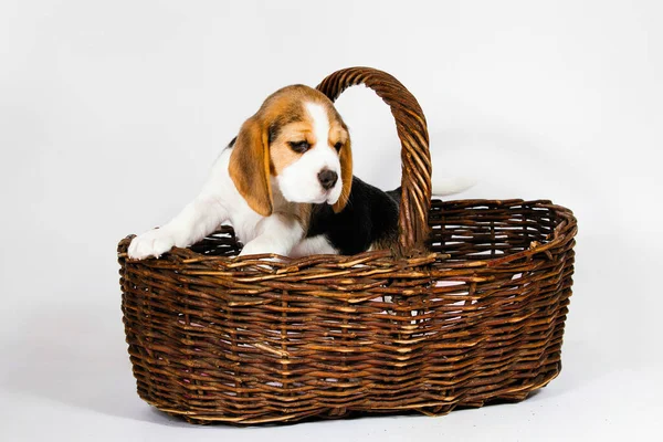 Purebred Puppy Beagle Dog Peeks Out Wicker Basket White Background — Stock Photo, Image