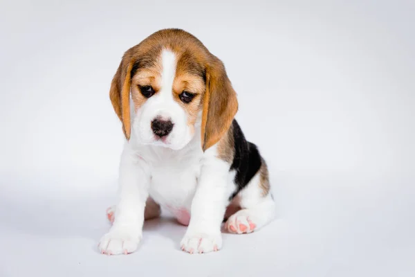 Cachorro Raza Pura Perro Beagle Criado Sobre Fondo Blanco Estudio — Foto de Stock