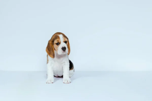 Cachorro Raza Pura Perro Beagle Criado Sobre Fondo Blanco Estudio — Foto de Stock