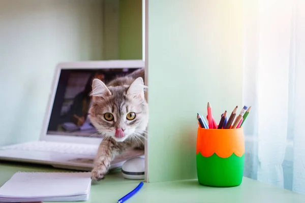 Cute gray cat on the table peeps out and shows a pink tongue. Against the background of a laptop, a glass with pencils, mice, notebooks and pens.