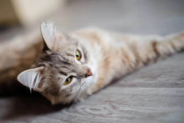Šedá Chlupatá Kočka Leží Podlaze Hlava Přední Tlapy Pronikavý Pohled — Stock fotografie
