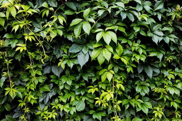 Textuur Achtergrond Van Maagd Kruipende Klimop Hedgerow Van Groene Bladeren — Stockfoto