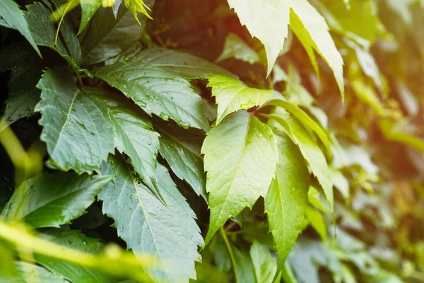 Textuur Achtergrond Van Maagd Kruipende Klimop Hedgerow Van Groene Bladeren — Stockfoto