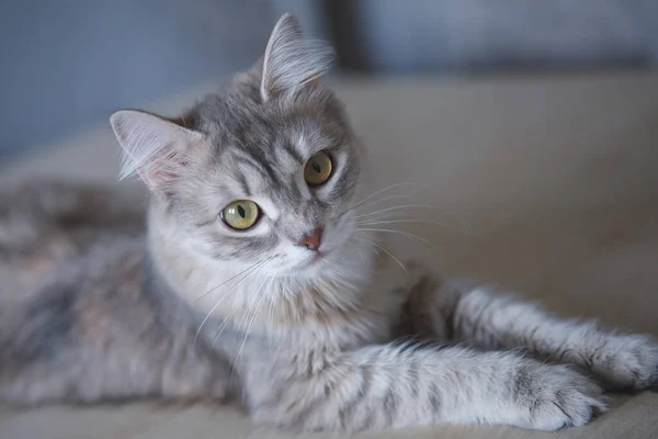Kucing Berbulu Abu Abu Hewan Peliharaan Lucu Dengan Mata Kuning — Stok Foto
