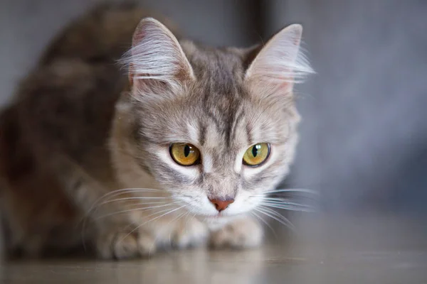 Gris Gato Esponjoso Una Linda Mascota Con Ojos Amarillos Sienta — Foto de Stock