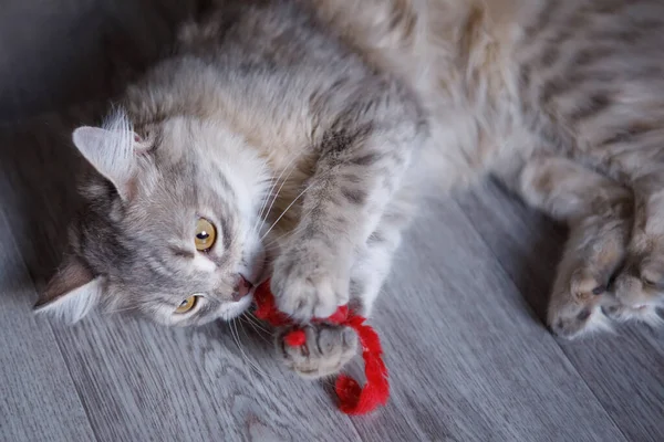 Graue Flauschige Katze Ein Süßes Haustier Mit Gelben Augen Spielt — Stockfoto