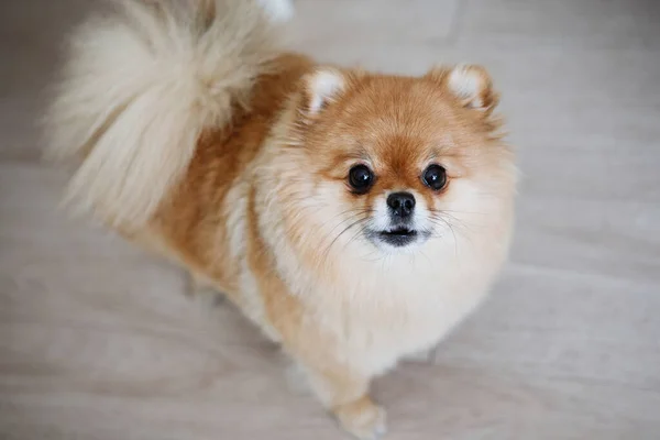 Drăguţ Pufos Spitz Pomeranian Câine Faţă Amuzant Este Picioare Podea — Fotografie, imagine de stoc