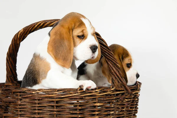 Beagle köpeğinin iki safkan yavrusu oynaşıyor ve stüdyoda beyaz bir arka planda oynuyorlar..