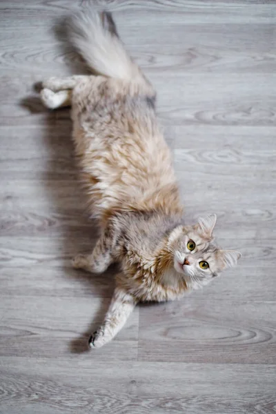 Šedá Chlupatá Kočka Rozvalovala Podlaze Celé Své Výšce Podél Předních — Stock fotografie