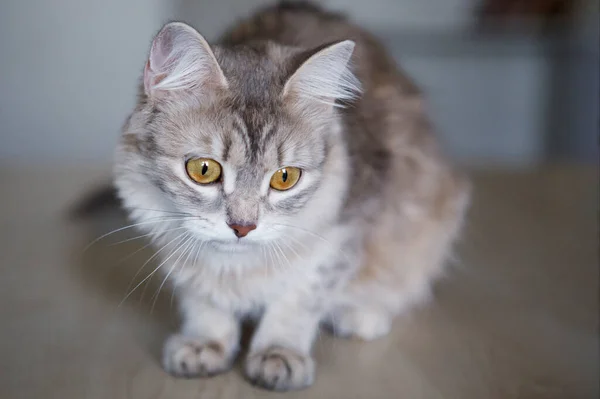 Gatto Grigio Soffice Simpatico Animale Domestico Con Gli Occhi Gialli — Foto Stock