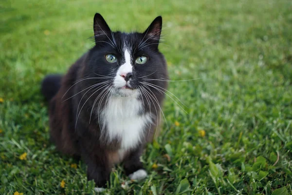 芝生の緑の芝生には黒と白のふわふわの猫が座っていて カメラを見ています 緑の目 接近中だ 選択的フォーカス ぼかし背景 — ストック写真