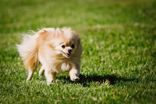 Red Pomeranian Spitz Pes Skáče Zeleném Trávníku Selektivní Zaměření Rozmazané — Stock fotografie