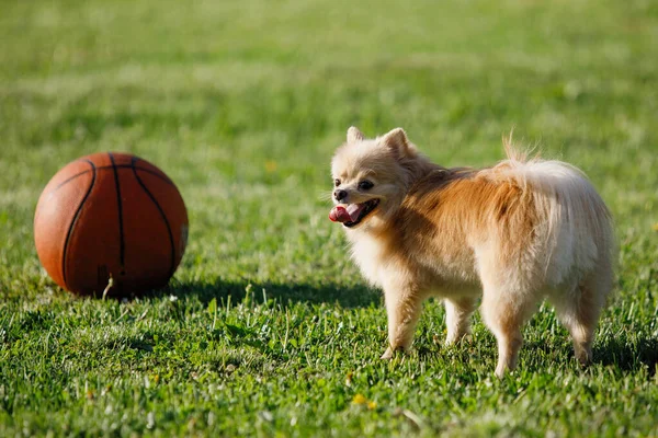 Red Pomeranian Spitz Pes Hraje Basketbalem Zeleném Trávníku Selektivní Zaměření — Stock fotografie